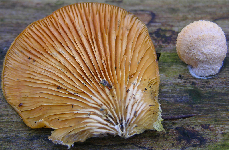 Funghi di gennaio.